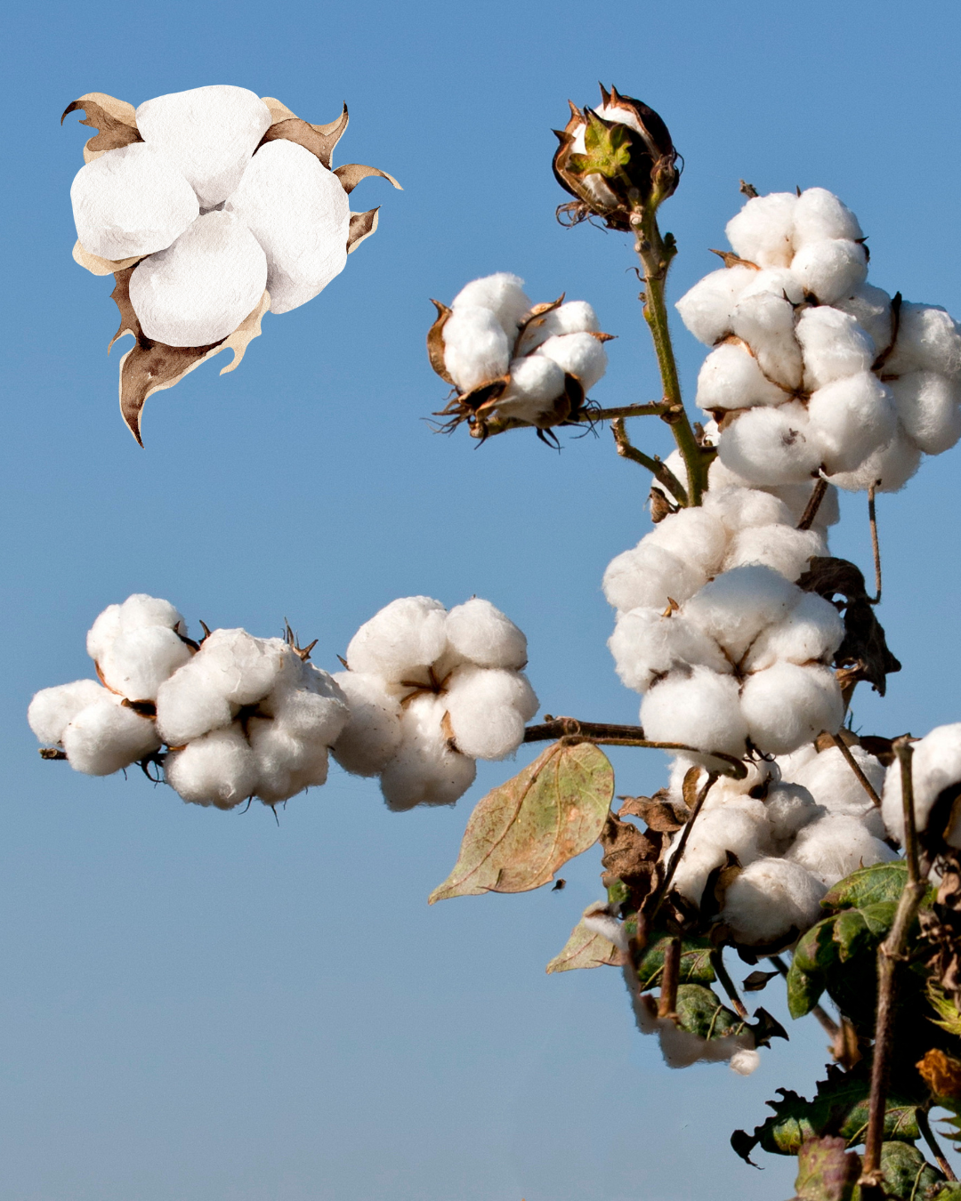 cotton